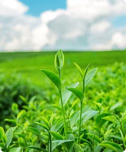 Agriculture Agro