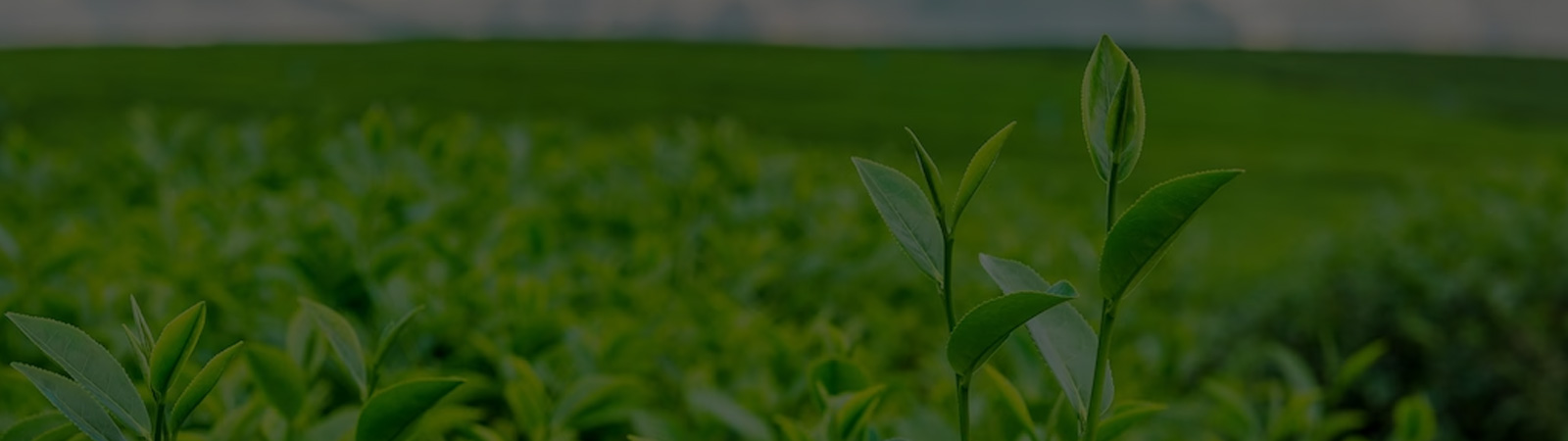 Plant Banner