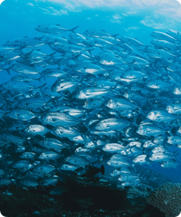 Fisheries