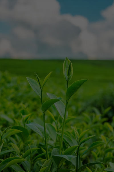 Plant Mobile Banner