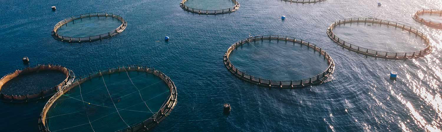 An Eco-Friendly Solution To Challenges In Aquaculture