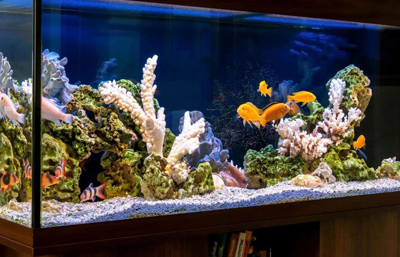 Clean Fish Tank Naturally