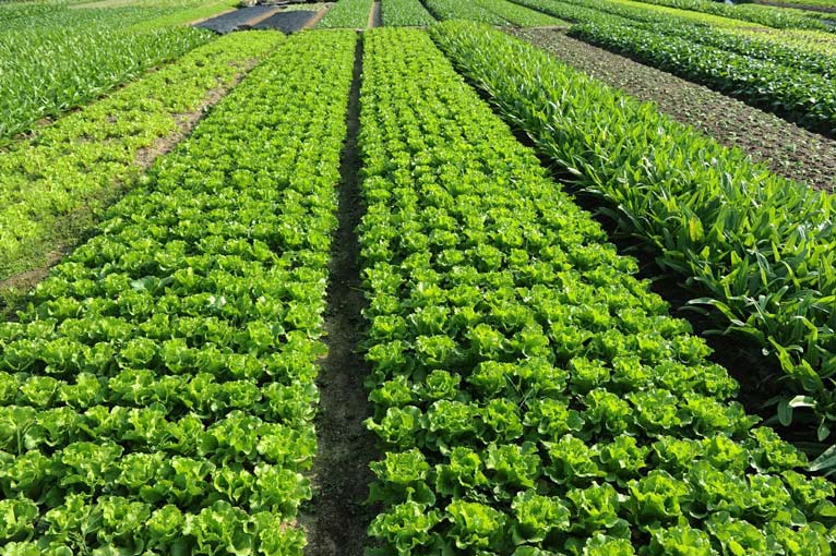 Microbes-In-Agriculture-And-Their-Role-In-Plant-Growth-Promotion