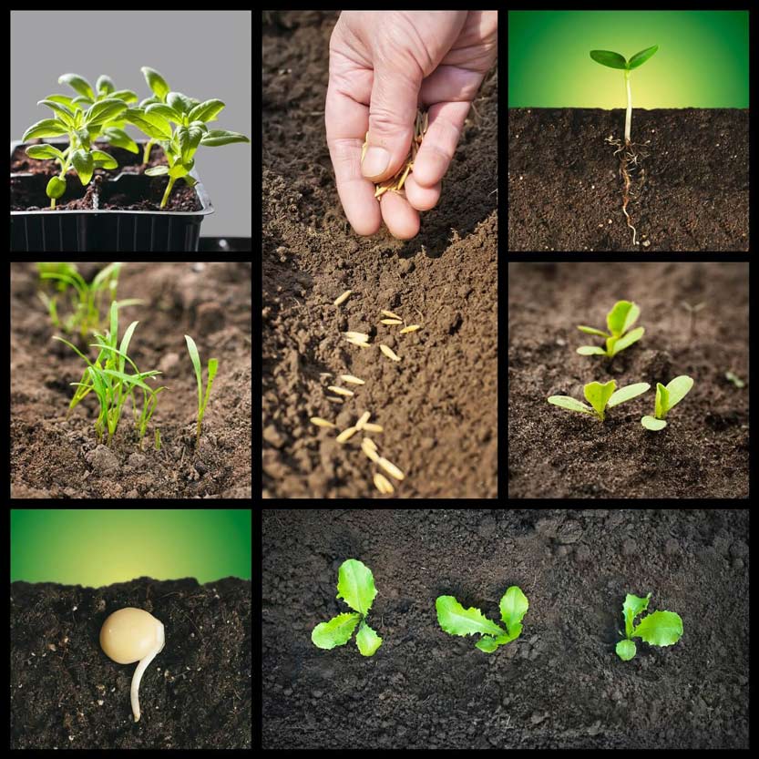 Spring-planting-seeds