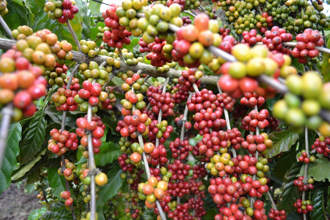 Coffee Plants