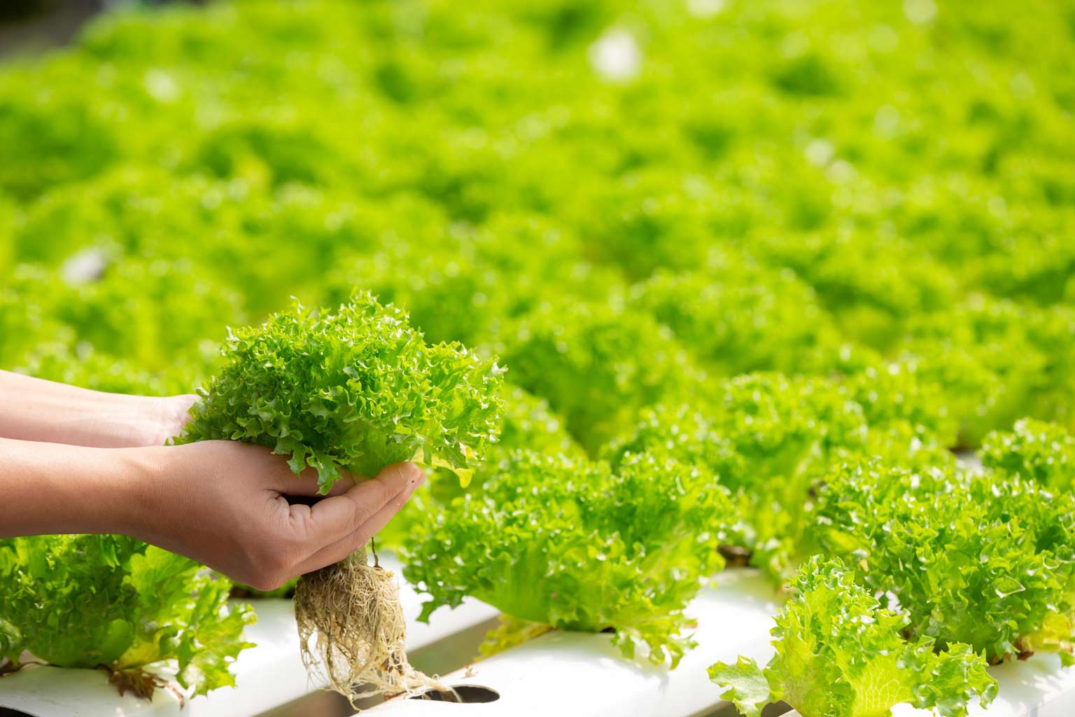 Hydroponics-The-Future-Of-Farming-And-Gardening