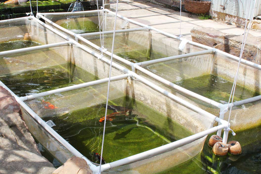 Impact of Covid-19 On Fish Farming