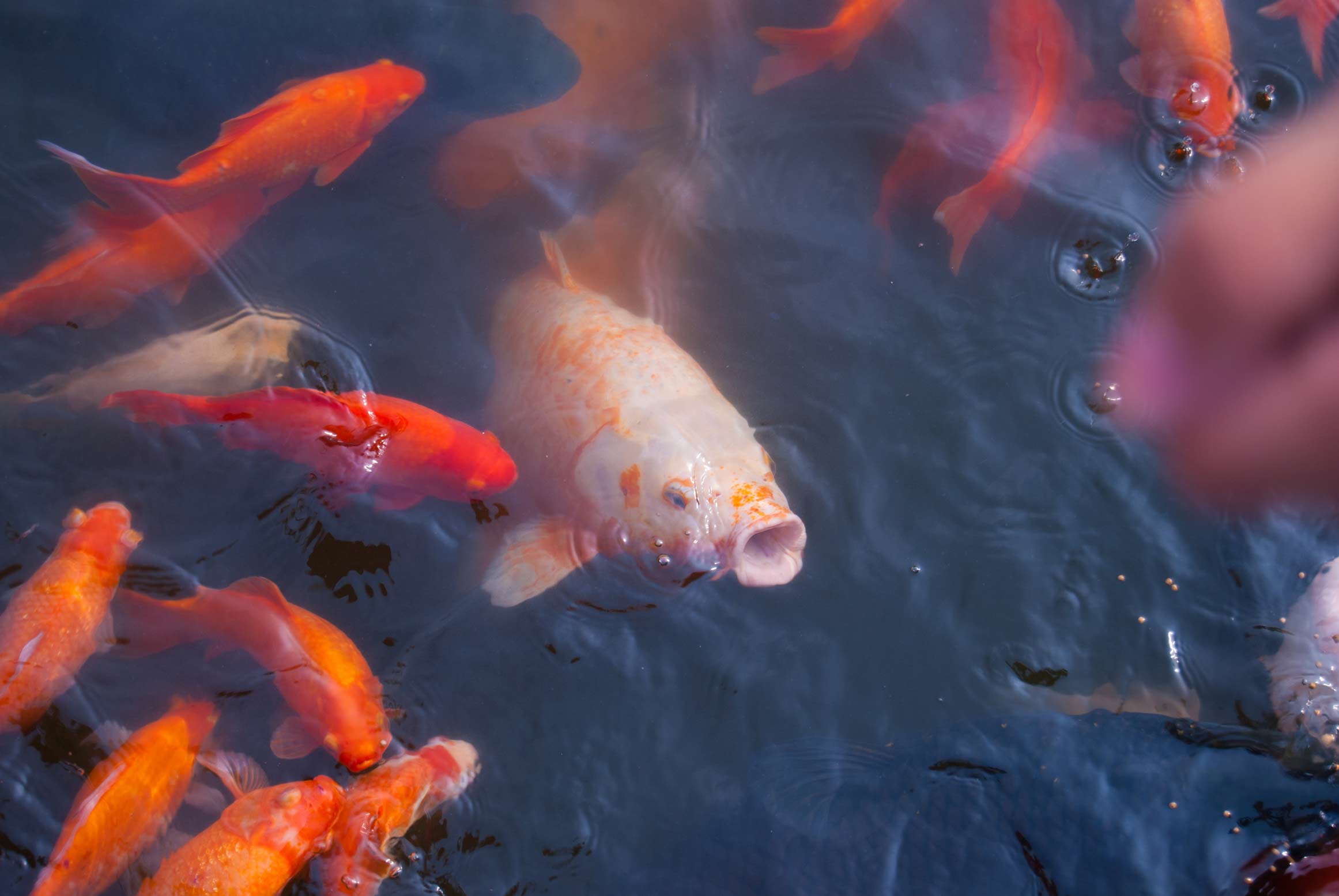 Fishes in a Pond