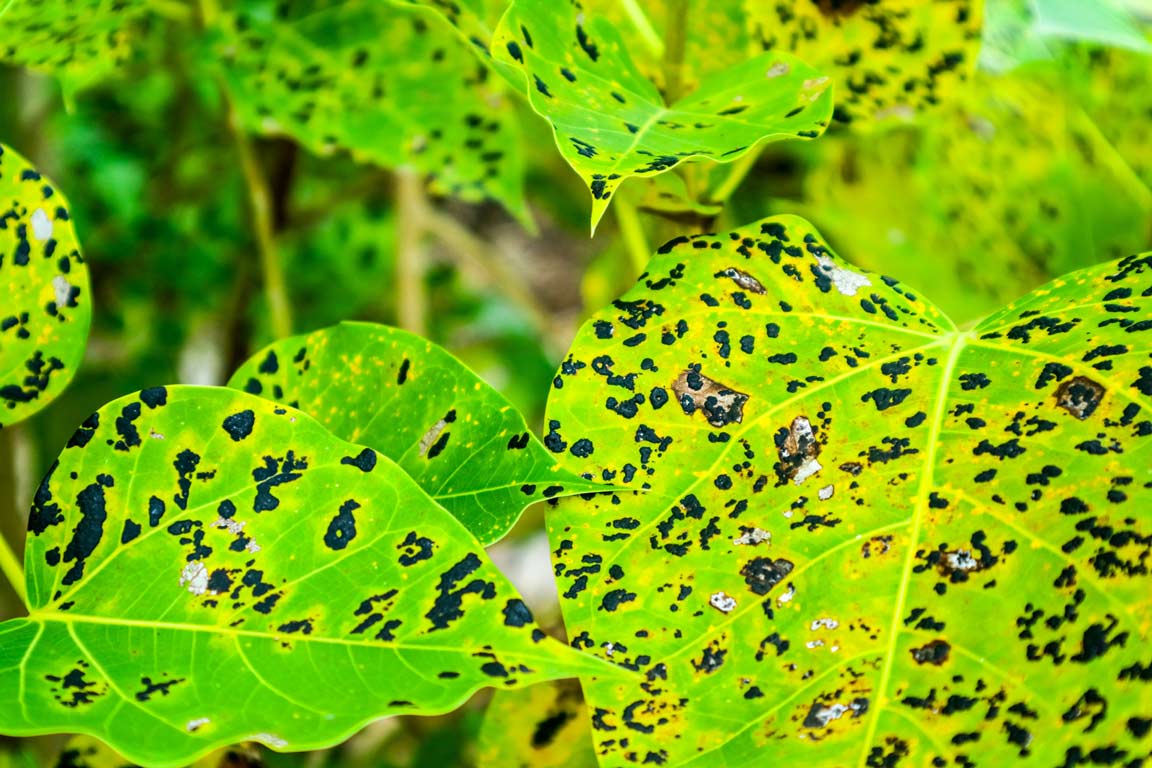 Prevent Plant Disease Epidemics 