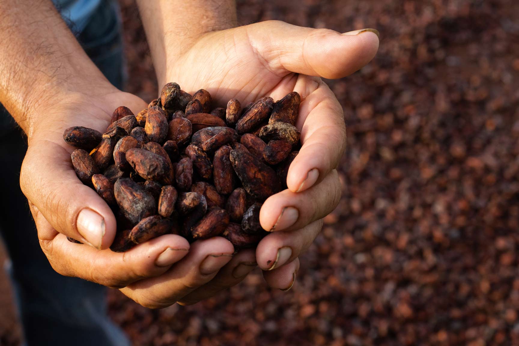 man-hand-holds-cocoa-beans-close-up