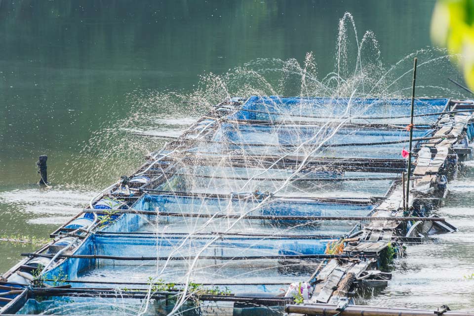 Aquaculture Farm in Nepal