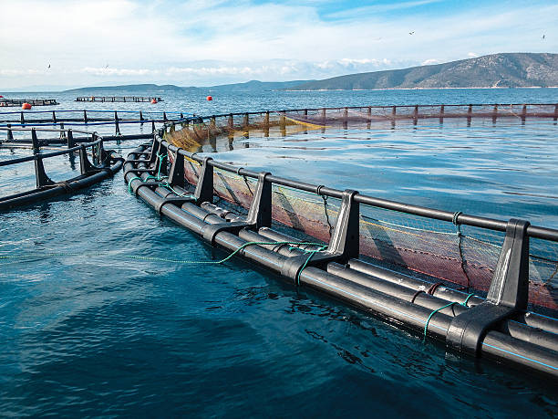 What Is Aquaculture & Why It Is Important?