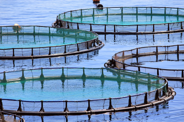 Unlock Superior Aquaculture With Organica Biotech