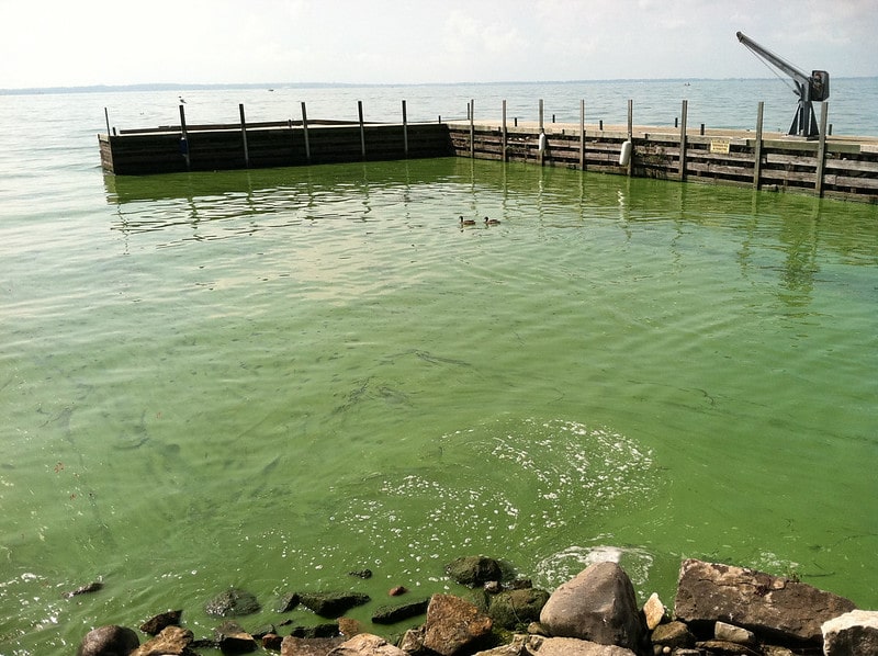 How Household Chemical Cleaners Contribute to Harmful Algal Bloom