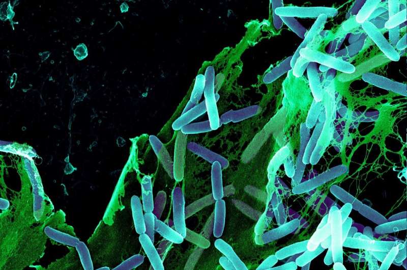 Quorum Sensing