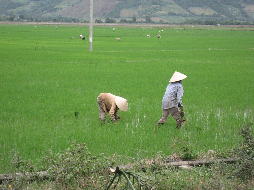 Farmers Working in Rice Field in Malaysia