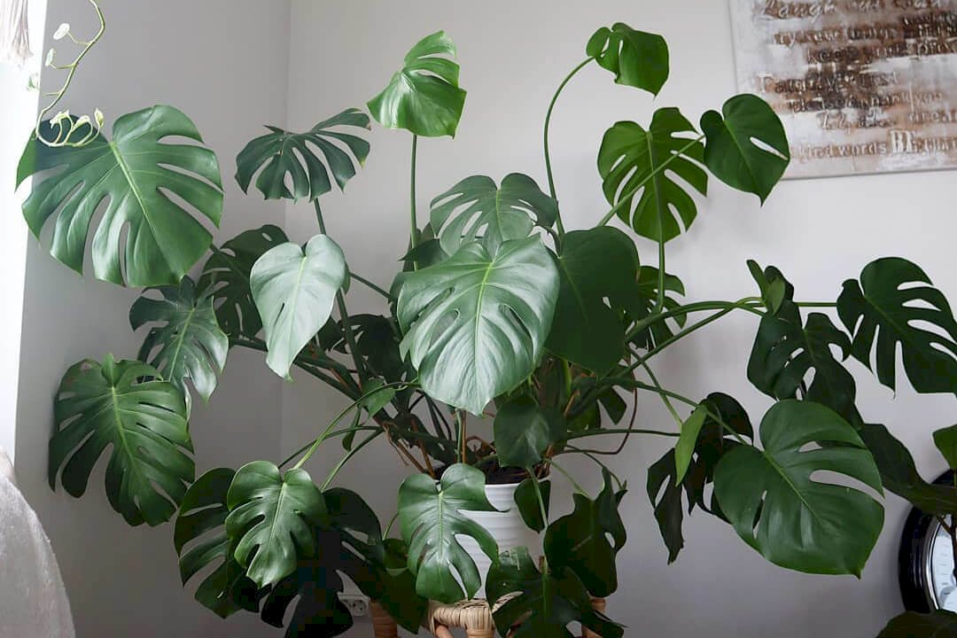 Monstera Plant Care Tips