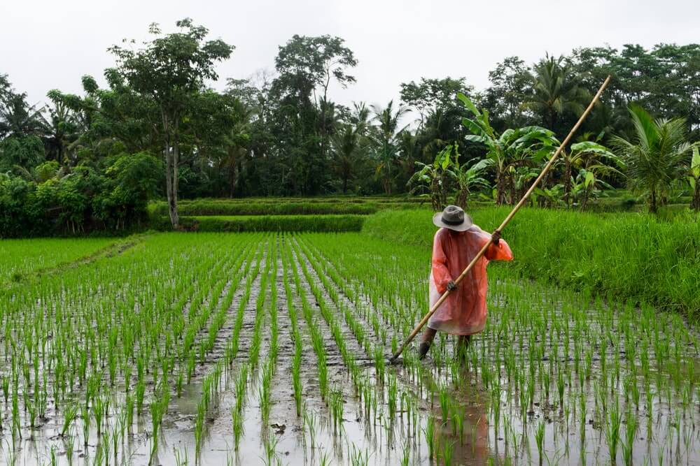 Rice Farmer in the Rice Farm