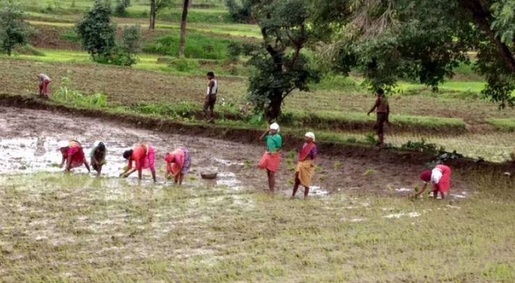 Farmers transplanting rice into ploughed fields