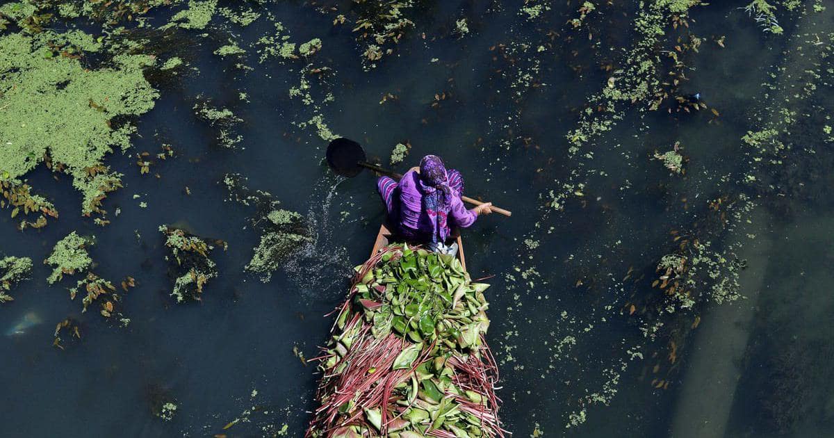 Causes of Pollution in Dal Lake