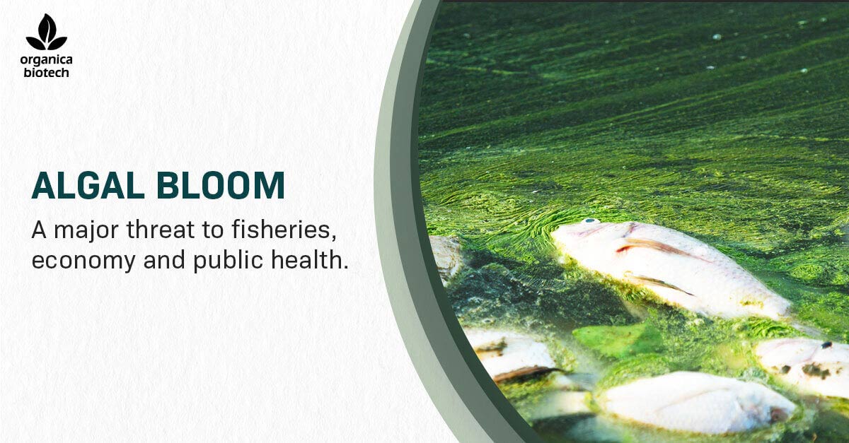 Algal Bloom - A Major Threat To Fisheries, Economy & Public Health