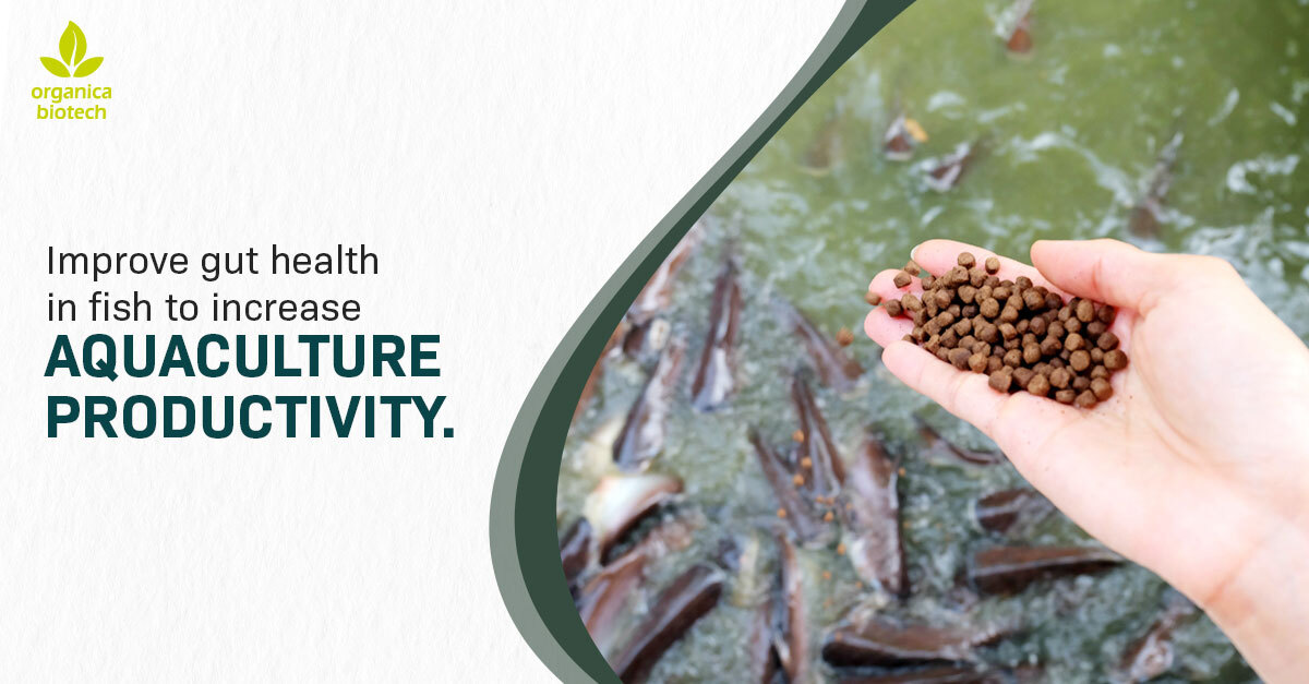 Improve Gut Health in Fish to Increase Aquaculture Productivity