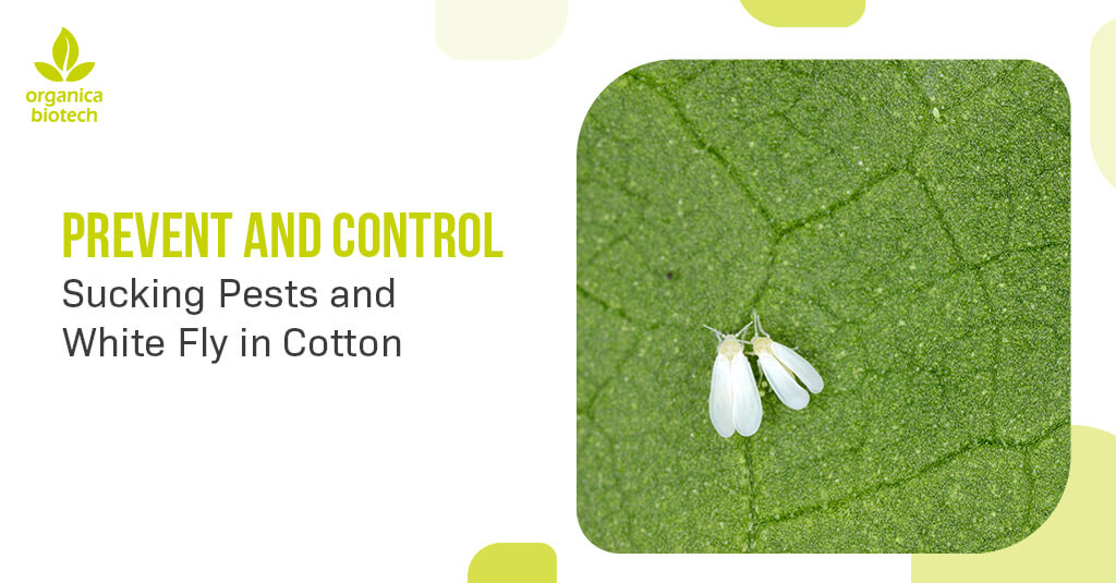 Prevent-and-Control-Sucking-Pests-and-White-Fly-in-Cotton