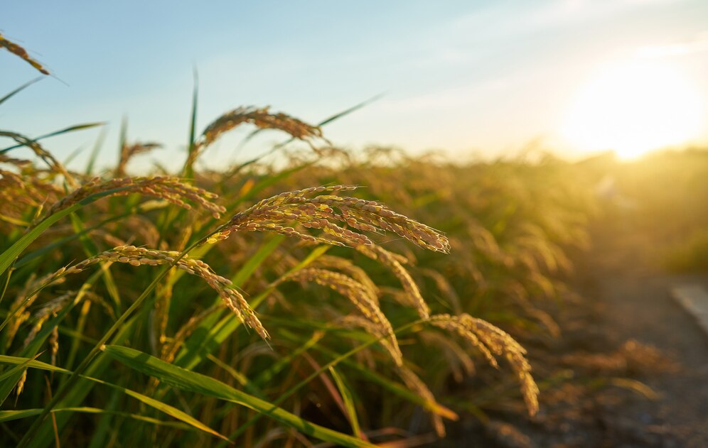 large-green-rice-field