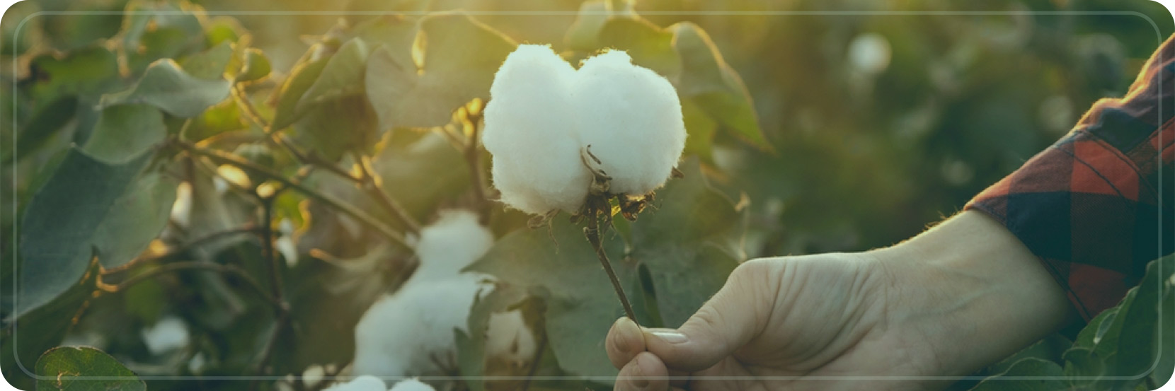 Power of Microbiome Products for Sustainable Cotton Farming