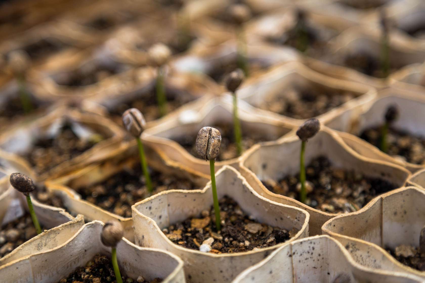 Biological Seed Treatment