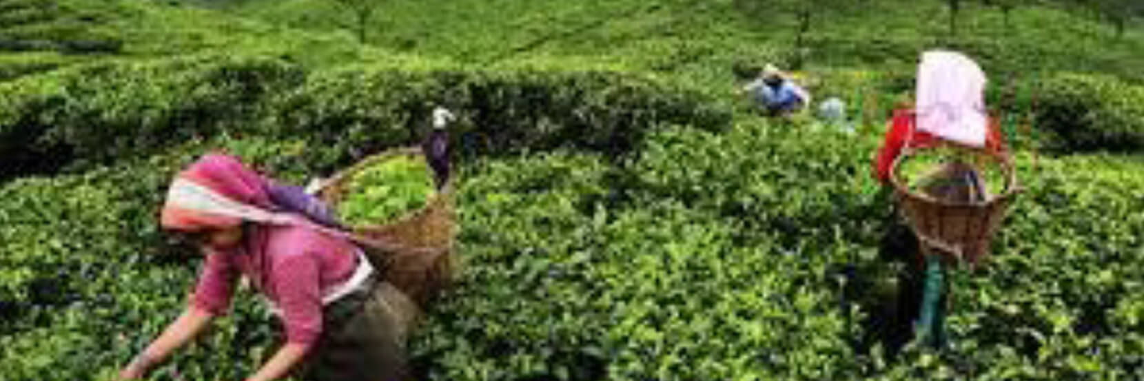 Advanced Microbial Technology At Tea Plantations