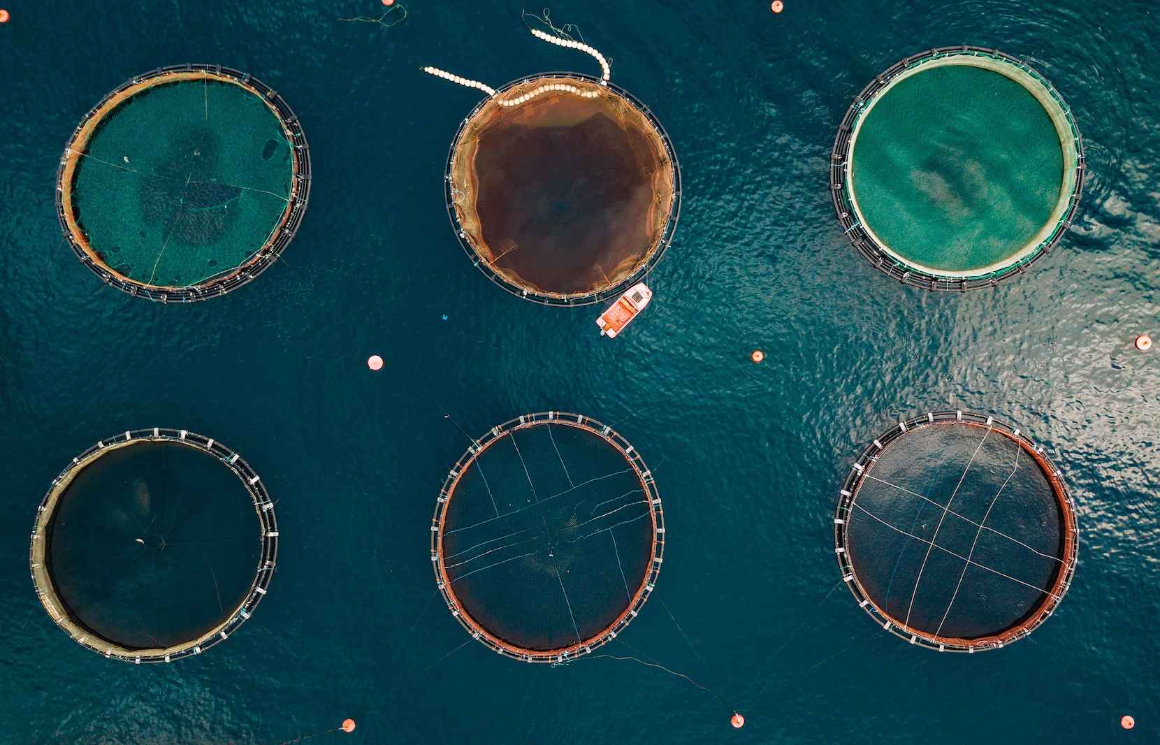 The Future Of Sustainable Fish Farming