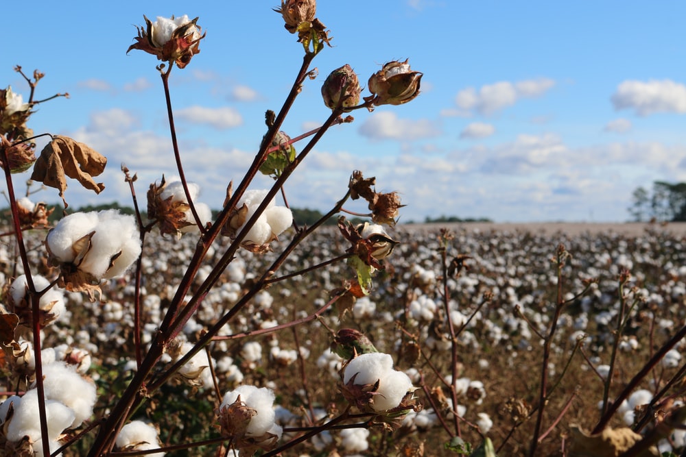 Cotton Production Case Study