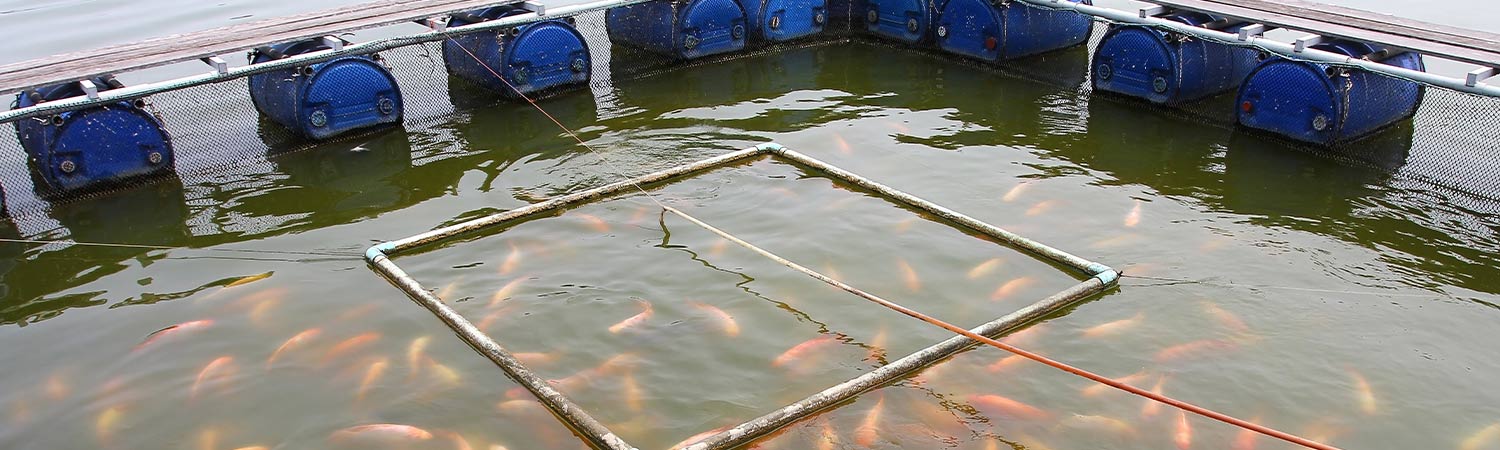 Aquamimicry Revolutionizes Shrimp Farming