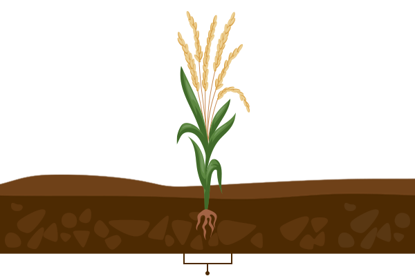 rice-crops