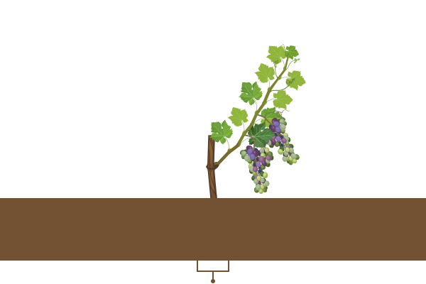 grapes-crops