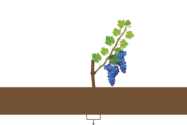 grapes-crops