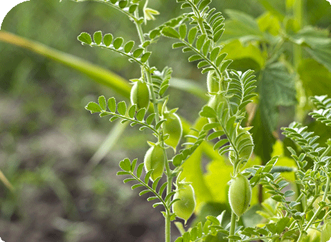 Chickpea Crop Farming Solutions