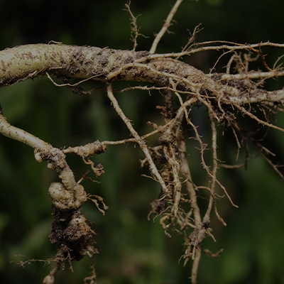 Nematode Management Mobile