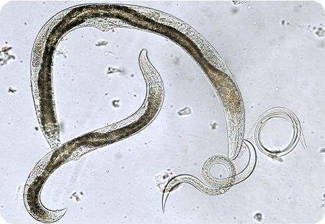 Nematode Management