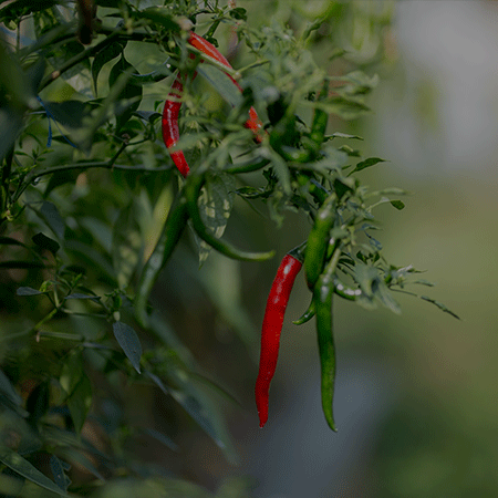 chilli-banner-img