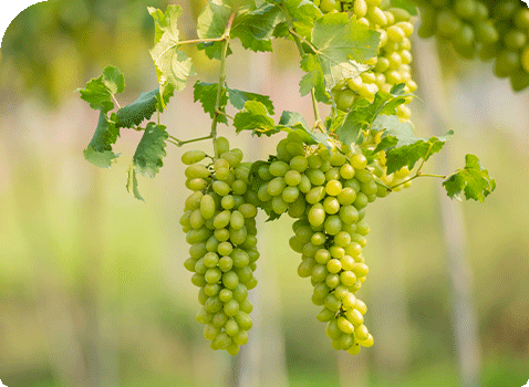 grapes-2nd-section-img