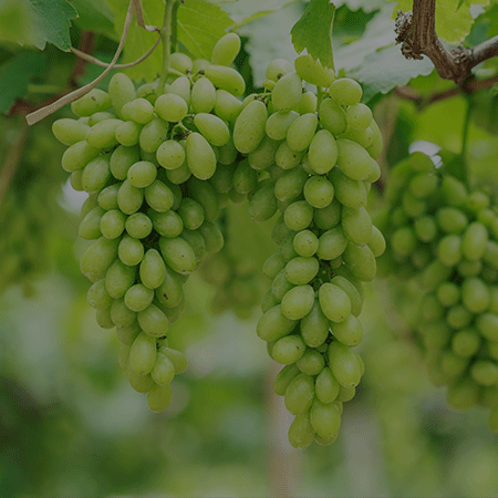 grapes-banner-mobile