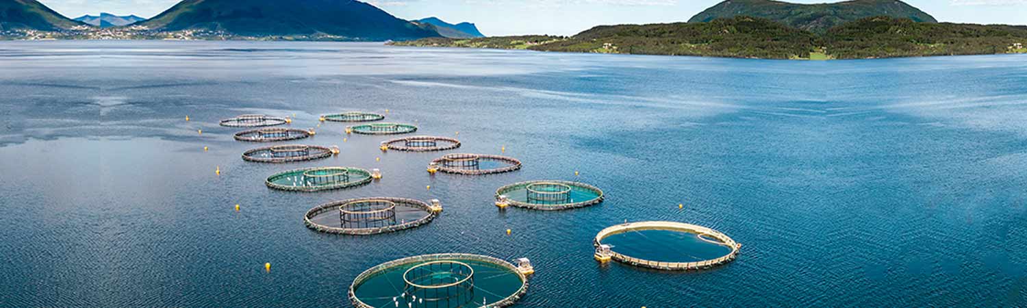 Recirculating Aquaculture Systems Implement for Efficient Use of Water