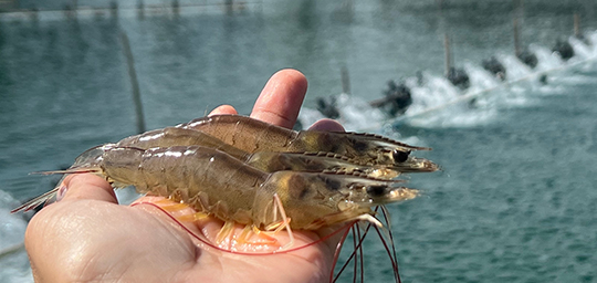 Tiger-Shrimp