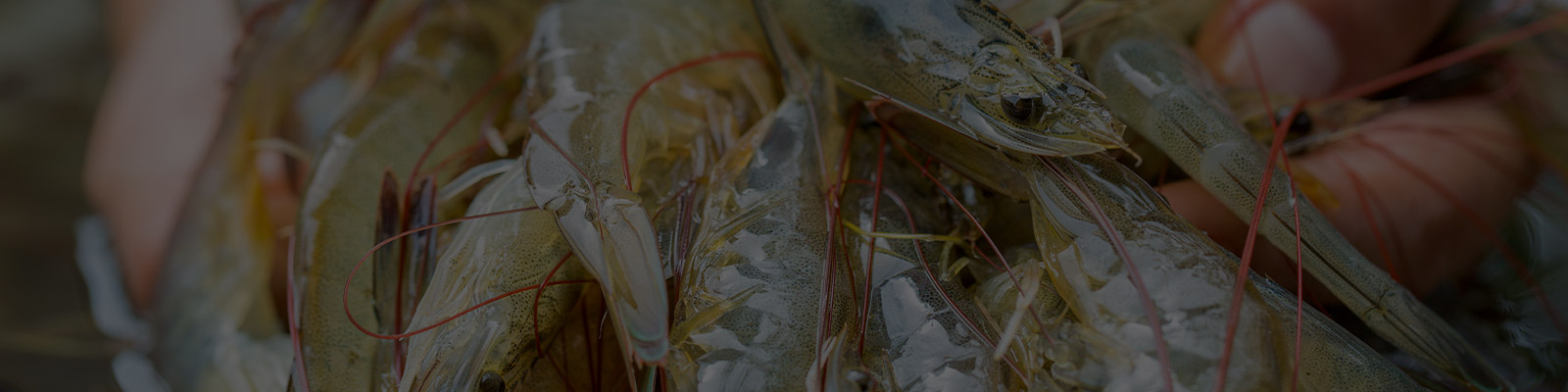 Website-Banner