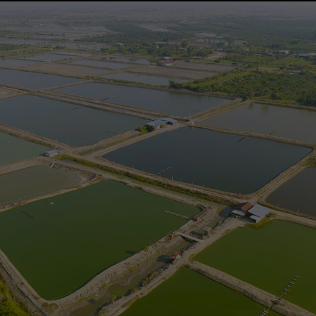 Pond-ecosystem