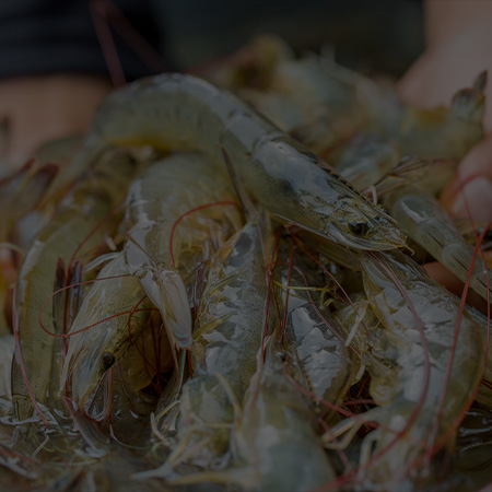 Tiger-shrimp