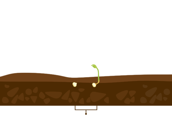 Seedling Stage of Chili Crop