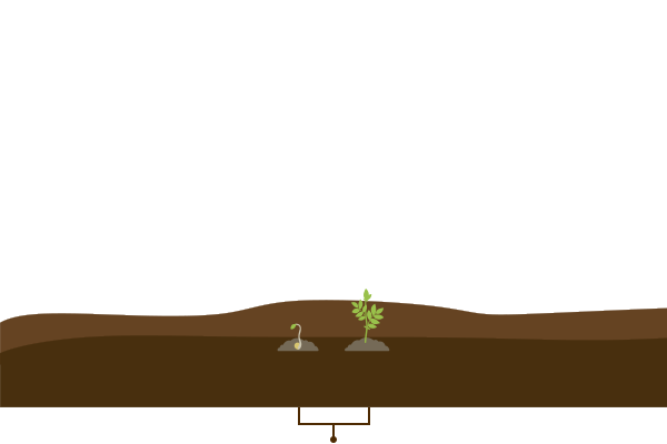 Germination Stage of Chickpea Crop